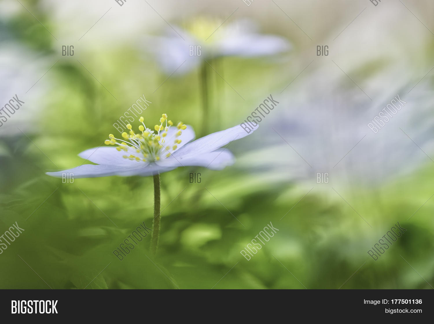 Wood Anemone, Wild Image & Photo (Free Trial) Bigstock
