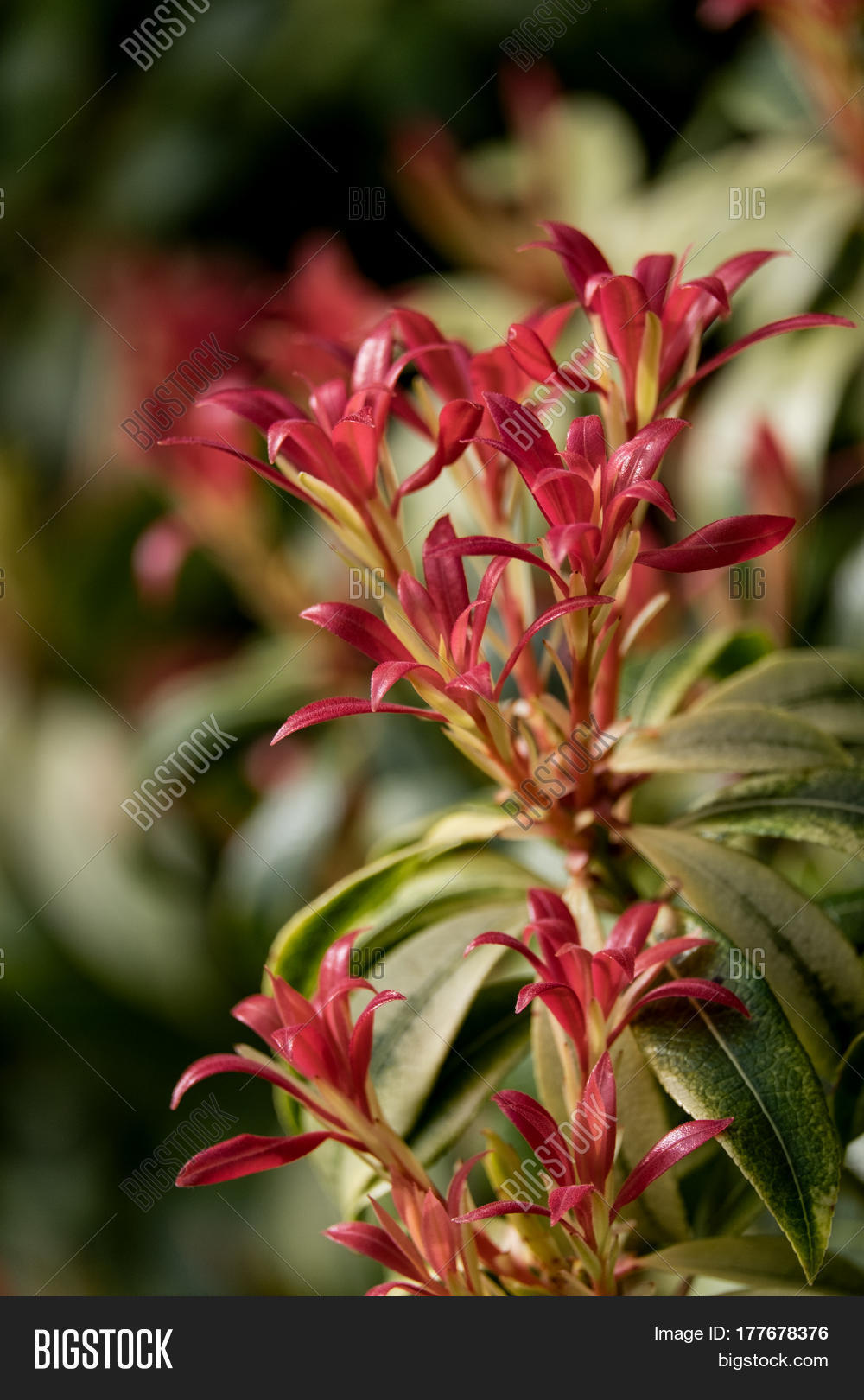 Pieris Flaming Silver Image Photo Free Trial Bigstock