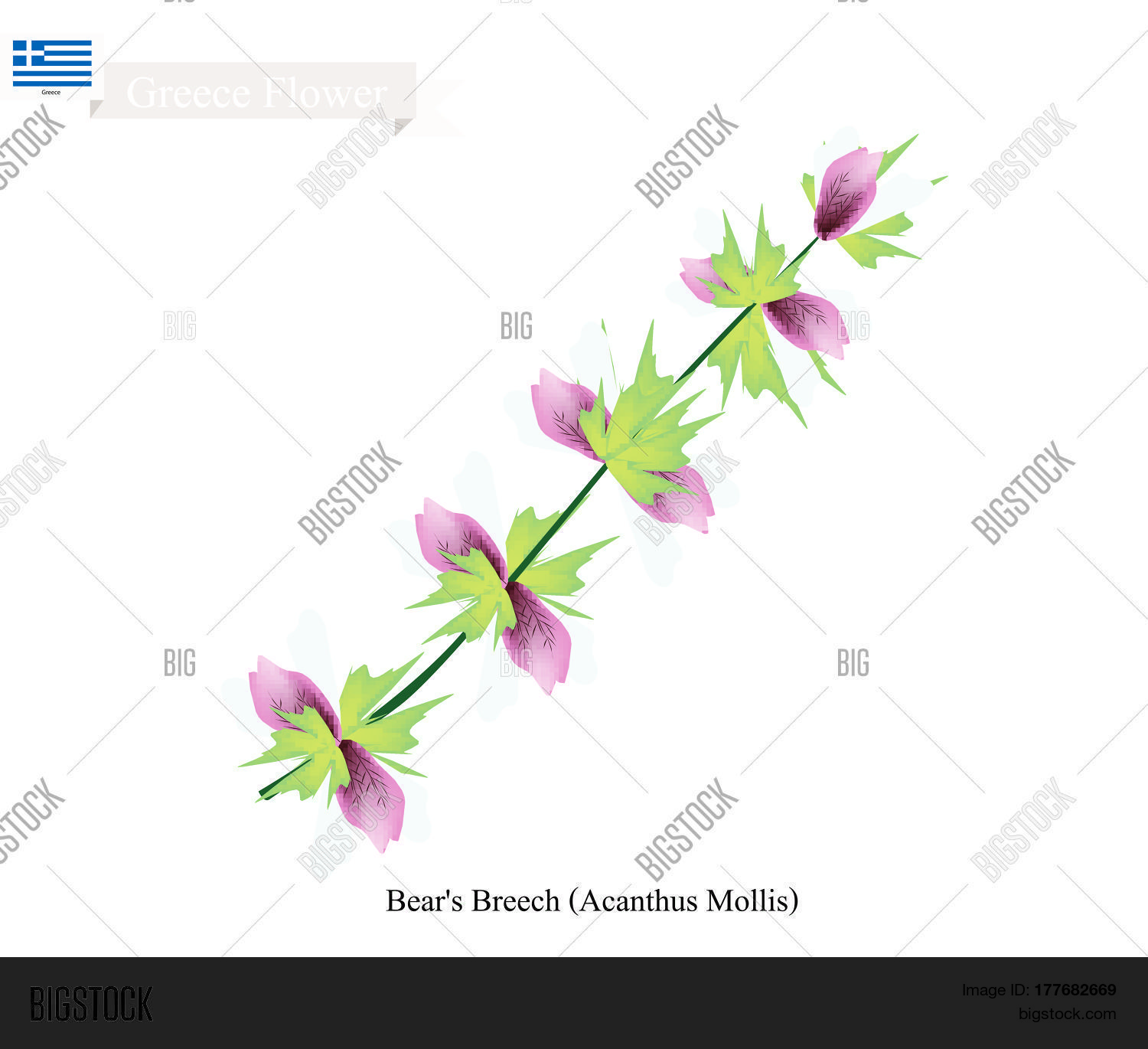 Greece Flower Vector & Photo (Free Trial) Bigstock