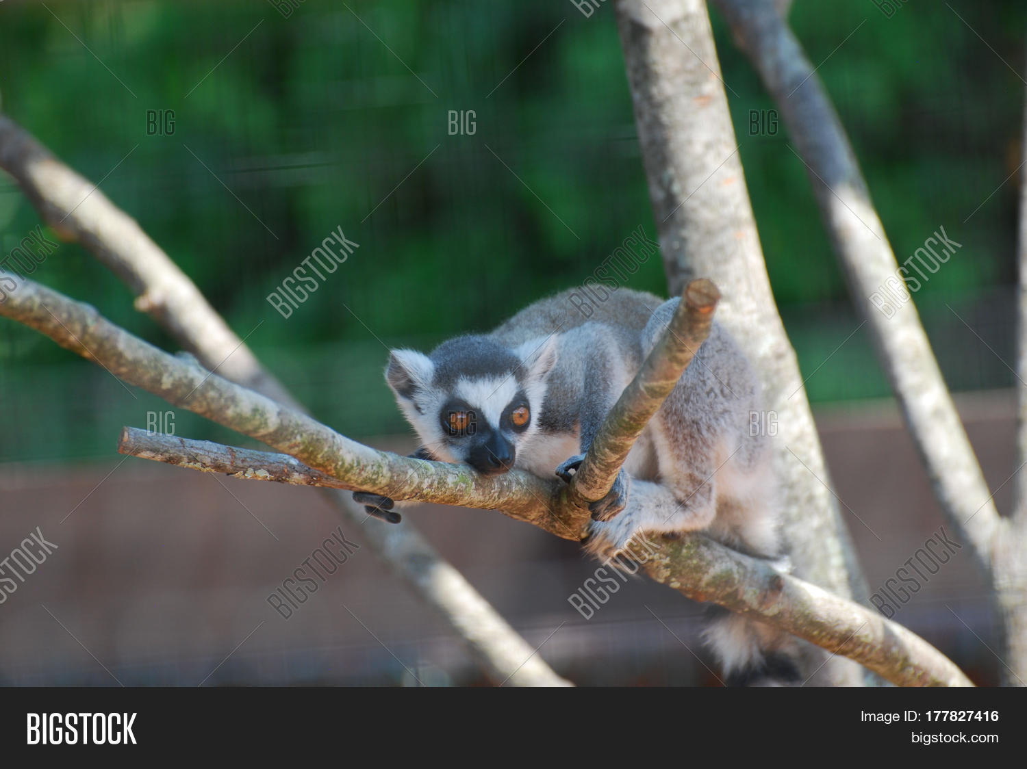 Really Cute Baby Lemur Image Photo Free Trial Bigstock