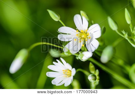 Forest Plant Stellate Flowers In Spring With White Flowers