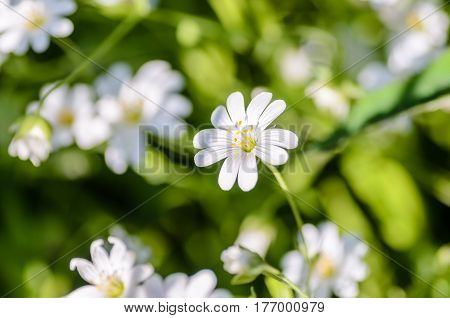 Forest plant stellate flowers in spring with small white flowers