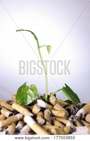 No Smoking; Cigarette and newborn green plant isolated on white