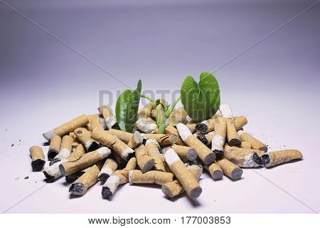 No Smoking; Cigarette and newborn green plant isolated on white