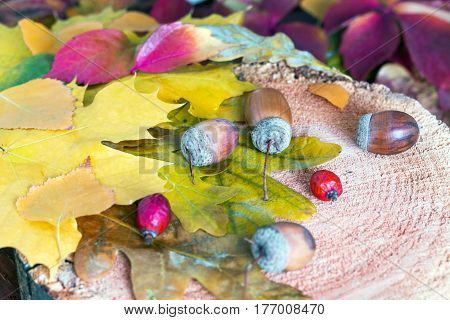 Seasonal foliage with Autumnal Stuff on Wood colorful Leaves Acorn Briar Berry