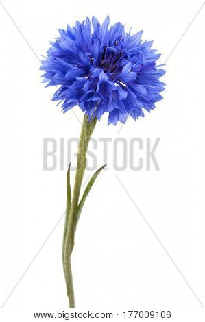 Blue Cornflower Herb or bachelor button flower head isolated on white background cutout