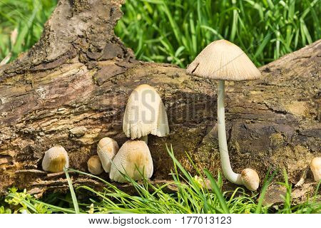 Group of fungi Beetle home (lat. Coprinellus domesticus) is a fungus of the family Psathyrellaceae (Psathyrellaceae) - on an old stump. Is edible