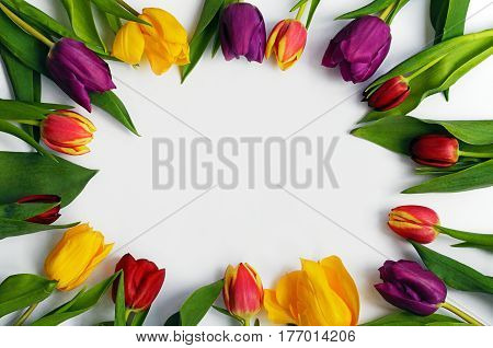 Multicoloured tulips forming a circle with a blank space in the middle on white background.