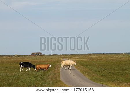 Cows In A Danish Landscapes In The Summer