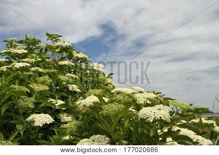 Flowers In A Danish Landscapes In The Summer
