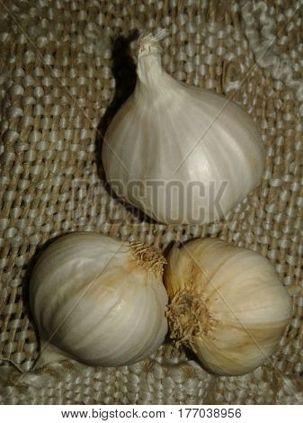 africa asia attribute belongs bestknown canned component cuisine cuisines cultivated culture dishes dried drugs east europe farm food fried from garlic genus growing hands head herb indispensable kvass leaves made many meat mediterranean members middle mo
