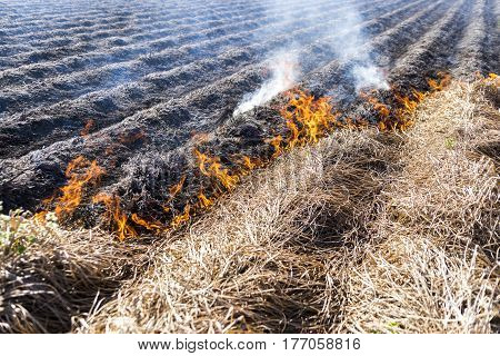 Burning of the remains of the agricultural crop xufa.