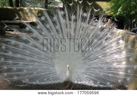 Fantastic plummage of a white peacock with its feathers extended.