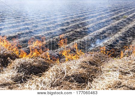 Burning of the remains of the agricultural crop xufa.