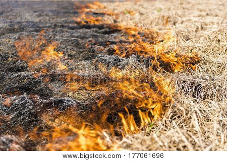 Burning of the remains of the agricultural crop xufa.