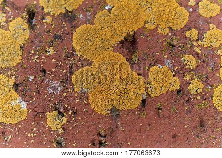 The yellow lichen Xanthoria calcicola on a red background.