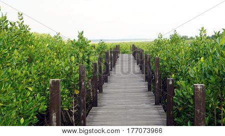 Wooden walkway at the mangrove forest in  tropical coastal. Mangroves are salt tolerant trees and are adapted to life in harsh coastal conditions.