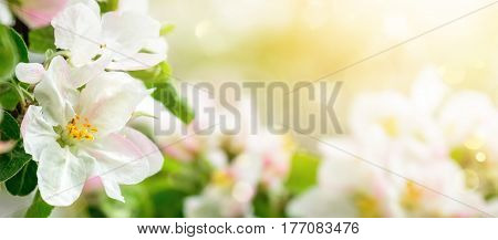 Apple blossoms in soft dreamy sunlight panoramic closeup with shallow focus and copyspace on bokeh background