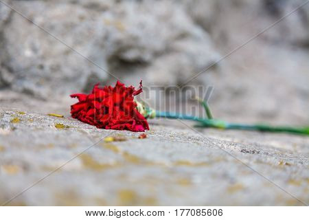 the red carnation on the stone rock