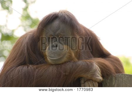 Orangutan