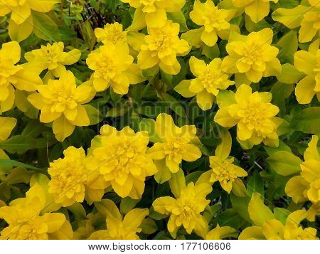 Yellow Euphorbia Multiflorous In The Meadow