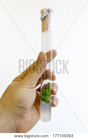 Man's hand with a test tube with a in vitro cloned microplants in a nutrient medium based on agar