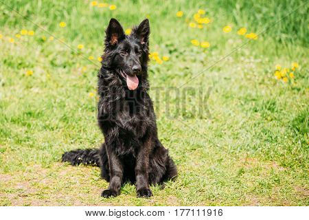 Beautiful Young Black German Shepherd Dog Sit In Green Grass. Alsatian Wolf Dog Or German Shepherd Dog On Green Grass Background. Deutscher Dog.