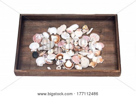 Variety of different sea shells presented on wooden vintage tray background isolated on white