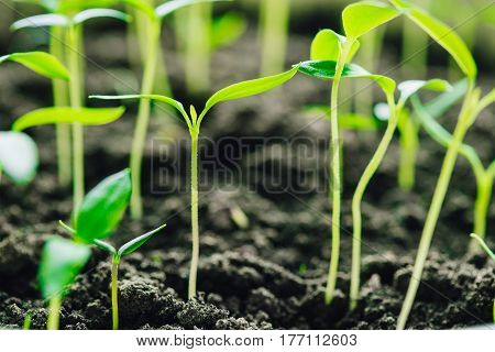 Group Young Sprouts With Green Leaf Or Leaves Growing From Soil. Spring Concept Of New Life. Start Of The Growing Season. Beginning Spring Agricultural. Garden Seedling