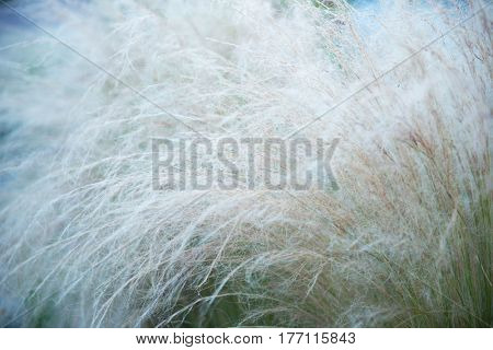Feather grass, soft focus. Beautiful abstract nature background of kovyl.