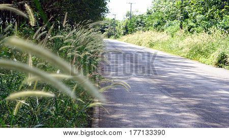 The Fountain Grass. Pennisetum is a mound-forming ornamental grass and a garden favorite. It is an attractive perennial grass densely clumped growth.