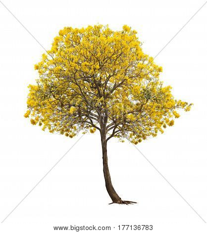 Isolated Silver trumpet tree or Yellow Tabebuia on white background