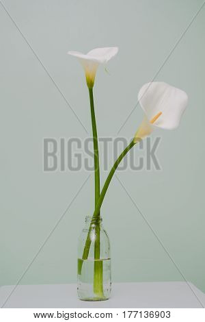 Elegant Full Blooming Calla Lily In Transparent Glass Bottle
