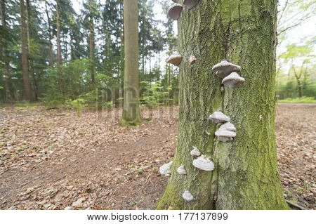 Many tinder fungus on tree in the forest