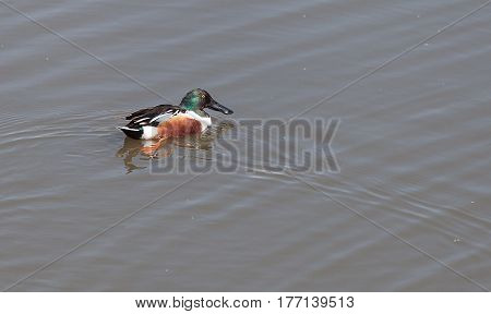 Northern Shoveler Duck Anas Clypeata