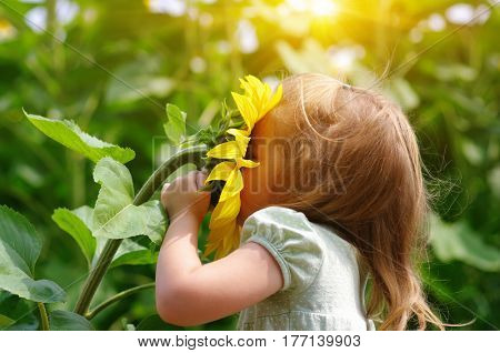Happy little girl smelling a sunflower on the field .