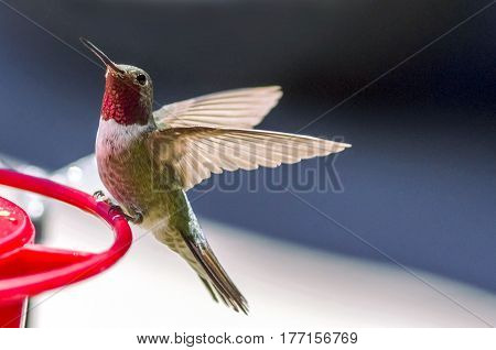 An Anna's Hummingbird on an outdoor feeder with a black and white background.