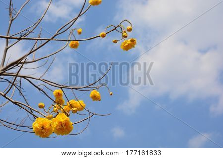Cochlospermum regium flower on blue sky . Yellow Cotton Tree suphannika