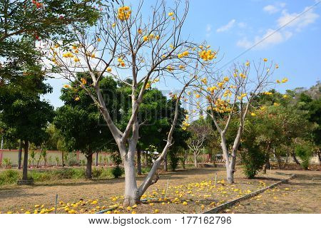 Cochlospermum regium flower on blue sky . Yellow Cotton Tree suphannika
