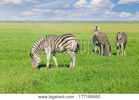 Several grazing Grevy's zebras in the spring steppe covered by grass and flowers in the nature reserve Askania-Nova