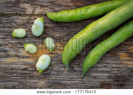 Fava Beans