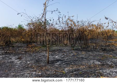 Wildfire