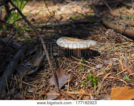 white brittlegill mushroom growing in pine forest
