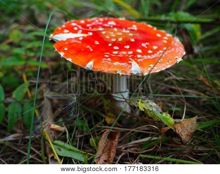 toadstool, death cup, fly agaric poisonouse mushroom in grass
