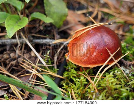 brown mossiness mushroom growing in pine forest