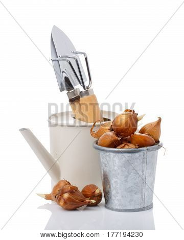Iris bulbs and gardening tools isolated on white. Flower bulbs ready for planting. Springtime. Gardening concept.