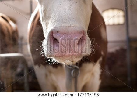 Close Up Of Cow's Muzzle