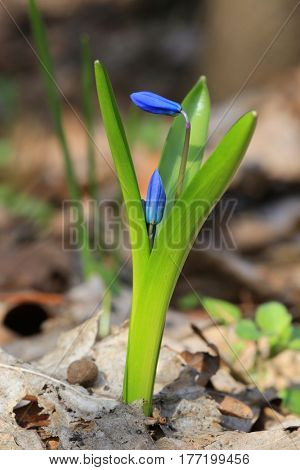 tender spring flowers macro shoot - scilla bifolia