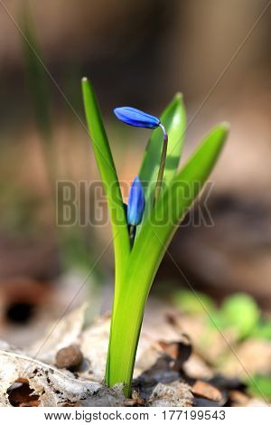 nice first spring flowers - scilla bifolia