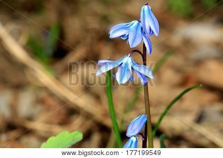 nice blue spring flowers - scilla bifolia